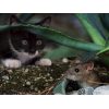 Kat en muis Diamond Painting