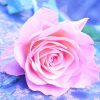Roze roos Diamond Painting