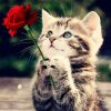 Diamond Painting Poes met roos