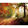 Herfst bos Diamond Painting