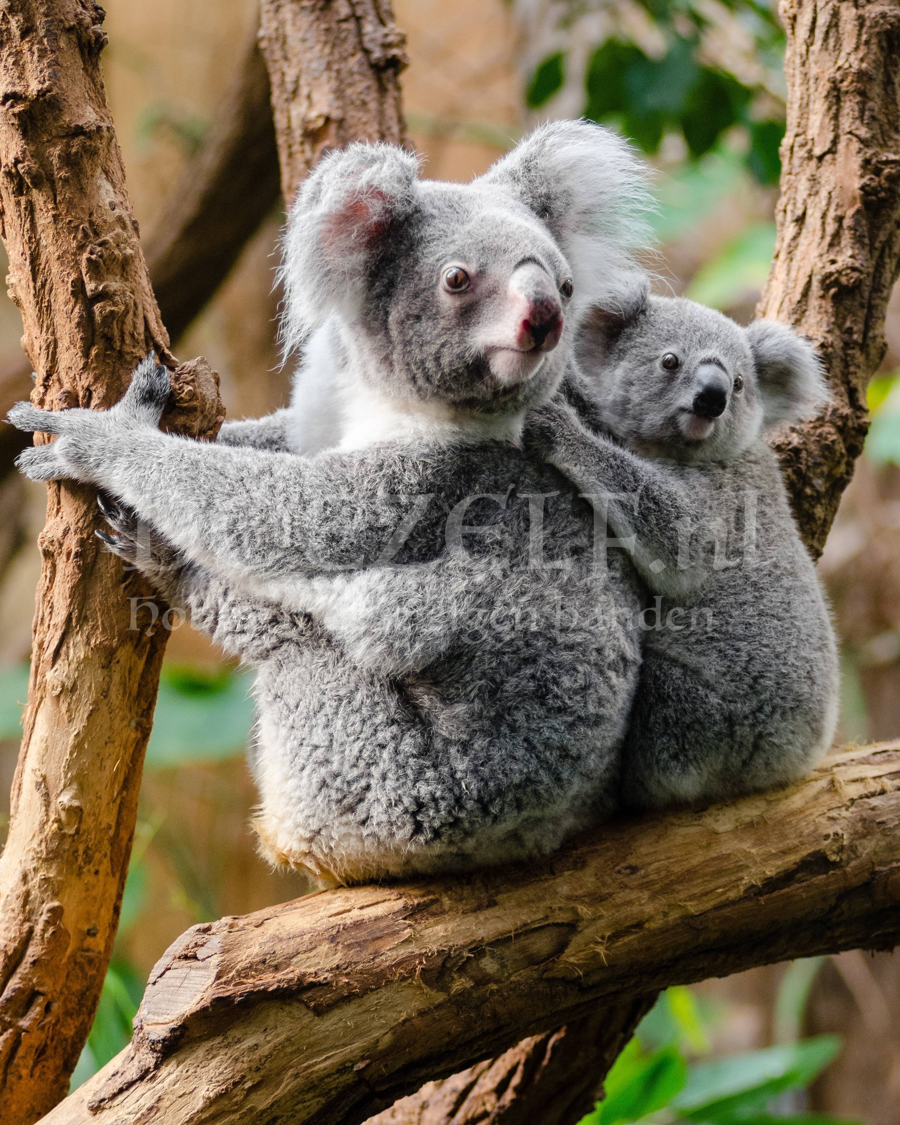 Koala's Diamond Painting Doezelf.nl Hobby & Diamond Painting