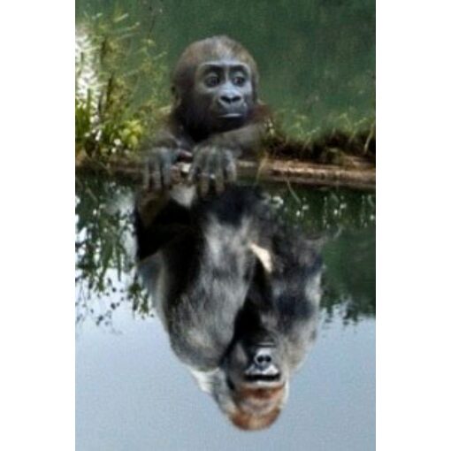 Aapje met Gorilla spiegelbeeld Diamond Painting