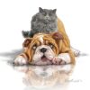 Poesje op bulldog Diamond Painting