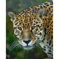 Jaguar Diamond Painting