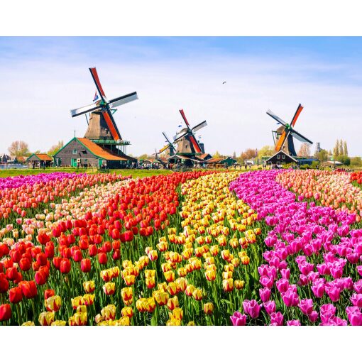 Tulpen landschap met molens Diamond Painting