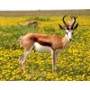Antilope tussen de bloemen Diamond Painting