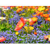 Papaver bloemen Diamond Painting