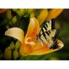 Gele vlinder op een bloem Diamond Painting