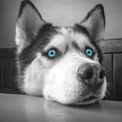 Husky met blauwe ogen Diamond Painting