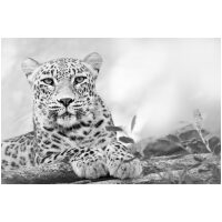 Luipaard zwart wit DP Diamond Painting
