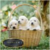 Puppies in een mandje Premium DP Diamond Painting