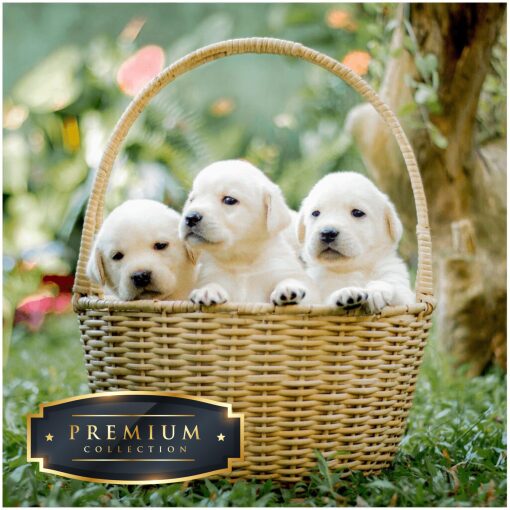 Puppies in een mandje Premium DP Diamond Painting