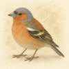 Vogeltjes Vink Diamond Painting