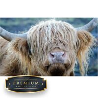 Nieuwsgierige hooglander Premium DP Diamond Painting