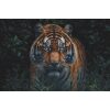 IA001 - The Tiger borduurpatroon
