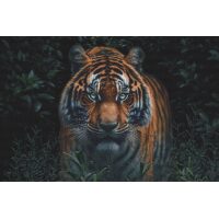 IA001 - The Tiger borduurpatroon