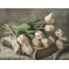 IP001 - Fresh Tulips on an antique book