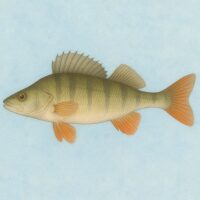 Vissen Baars Diamond Painting