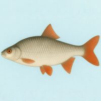 Vissen - Blankvoorn Diamond Painting