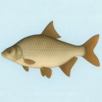 Vissen - Brasem Diamond Painting