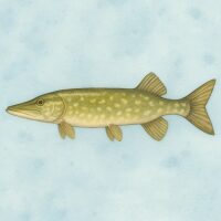 Vissen Snoek Diamond Painting