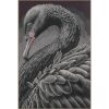 LanArte Black Swan PN-0216657 Evenweave borduren (pakket)