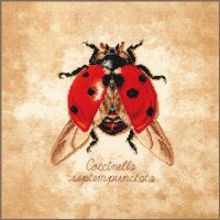 LanArte Coccinella septempunctata PN-0222198 borduren (pakket)