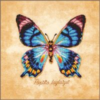 LanArte Papilio laglaizei PN-0222193 borduren (pakket)