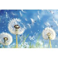 Paardenbloem in de wind Diamond Painting